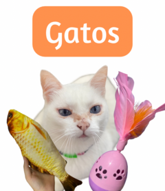 Banner da categoria Gatos