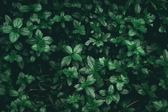 Banner de la categoría PLANTAS