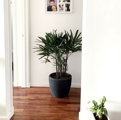 Banner de la categoría SET PLANTA & MACETA