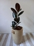 FICUS ELASTICA - comprar online
