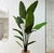 PLANTA STRALITZIA