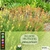 Bulbine Frutscens o Cebollines (Cajón 15 plantines)