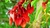 Imagen de Ceibo (Erythrina crista-galli)
