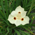 Dietes Bicolor en internet