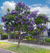 Jacarandá (Jacaranda mimosifolia) en internet