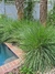 Paspalum Quadrifarium - comprar online