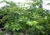 Pezuña de Vaca (Bauhinia Forficata) - tienda online