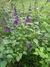 Salvia Guaranítica Violeta en internet