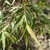 Sauce Criollo (Salix sp) - comprar online