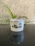 Pote 250 ml (1000 un) - Global Group 