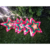 Cascata com 115 LEDs 8 Colorido e 8 branco quente Papai Noel com estrela 3 metros bivolt. - loja online