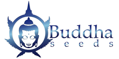 Banner de la categoría BUDDHA SEEDS