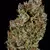 x3 Coockies and Cream [FOTO] Seedstockers - Resisfem