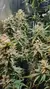 x3 Coockies and Cream [FOTO] Seedstockers en internet