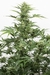x3 Big Yuyo [AUTO] Cannahui - comprar online
