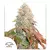 x3 Banana Blaze [AUTO] Dutchpassion - comprar online
