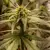 x3 BCN Critical XXL FAST [FOTO] Seedstocker en internet