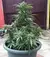 x3 BCN Power Plant [FOTO] Seedstockers en internet