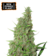 x3 BCN Power Plant [FOTO] Seedstockers - comprar online
