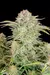 x4 Bruce Banner [AUTO] Sweet Seeds en internet
