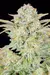 x4 Bruce Banner [AUTO] Sweet Seeds - comprar online