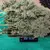 x3 BCN Critical XXL [AUTO] Seedstockers - Resisfem