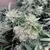 x3 Sherbet [AUTO] Seedstockers - tienda online