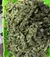 x3 CBD 1:1 Silver Lime Haze [AUTO] Seedstockers - tienda online