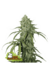 x3 CBD 1:1 Silver Lime Haze [AUTO] Seedstockers - comprar online
