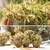 x3 Cinderella Jack [AUTO] Dutchpassion - comprar online