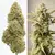 x3 Cinderella Jack [AUTO] Dutchpassion en internet