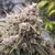 x3 Cinderella Jack [AUTO] Dutchpassion - Resisfem