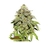 x3 Coockies and Cream [FOTO] Seedstockers - comprar online