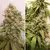 x3 Critical Orange Punch [FOTO] Duthpassion - comprar online
