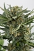 x3 Critical haze [AUTO] Cannahui - comprar online