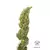x3 Daiquiri Lime [AUTO] Dutchpassion - Resisfem