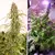 x3 Daiquiri Lime [AUTO] Dutchpassion en internet