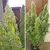 x3 Daiquiri Lime [AUTO] Dutchpassion - comprar online