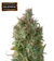 x3 Gelato #41 [AUTO] Seedstockers - comprar online