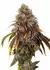 x3 Gelato #41 [AUTO] Seedstockers en internet