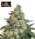 x3 Girl Scout Cookies [AUTO] Seedstockers - comprar online
