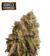 x3 Gorilla Cookies [FOTO] Seedstockers - comprar online