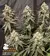 x3 Gorilla Cookies [FOTO] Seedstockers en internet