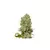 x3 Green Crack [AUTO] Seedstockers - comprar online