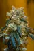x3 Holly Skunk [AUTO] Cannahui - comprar online