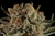 x1 Tritón Biscotto Lime [AUTO] Seedstockers en internet