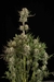 x1 Tritón Biscotto Lime [AUTO] Seedstockers - Resisfem