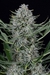 x3 Kush Cookies [AUTO] Cannahui - comprar online