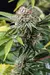 x3 Mango Fire [FOTO] Cannahui - comprar online