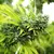 x3 Mango OG [AUTO] Humboldt - comprar online